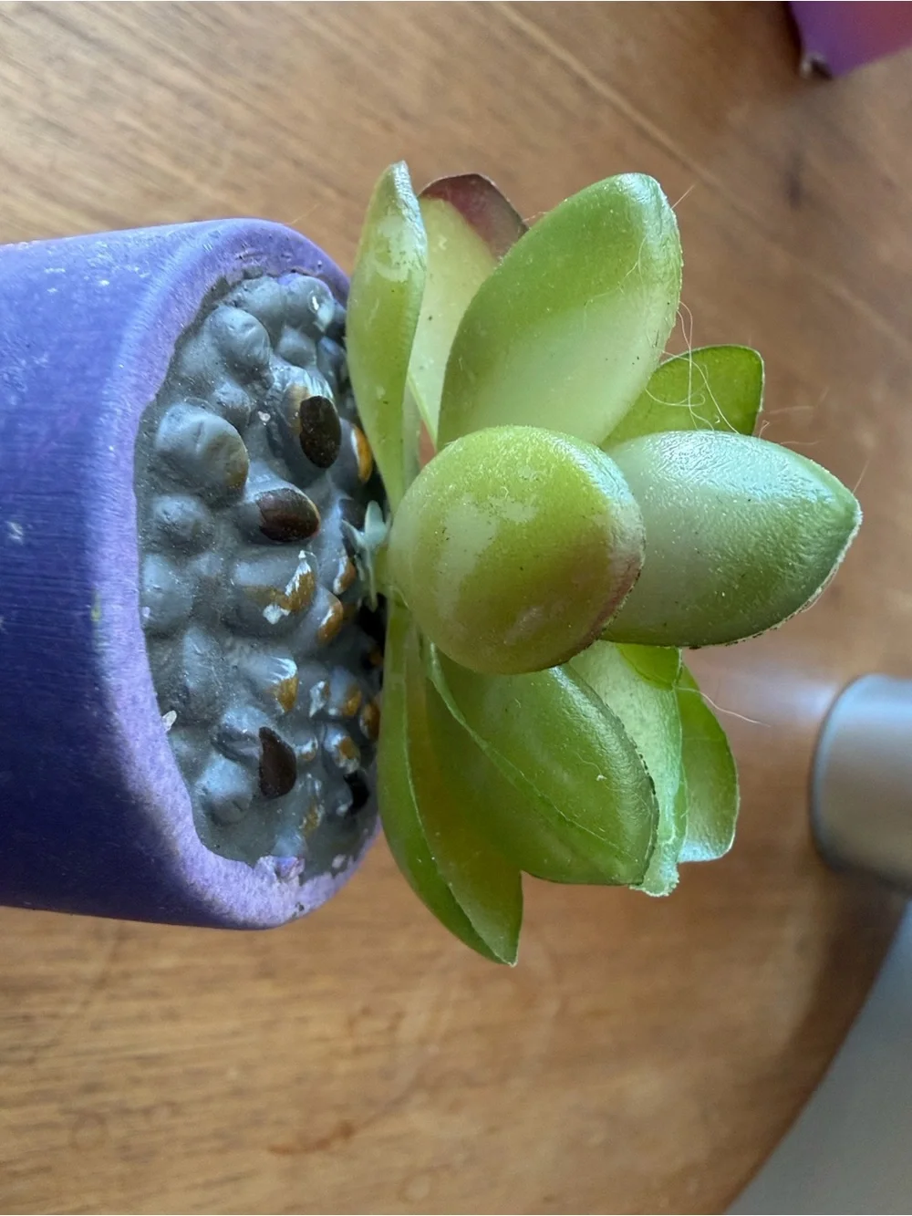 Hobby Lobby Gradient ombré Mini Succulent Planters